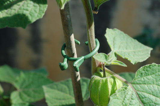 Planteclips / Tomatclips - Hartving
